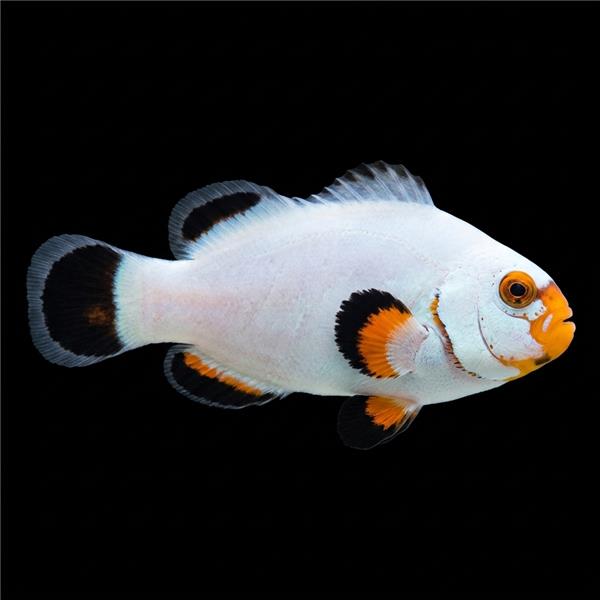 فرشته ماهی کورال بیوتی coral beauty angelfish