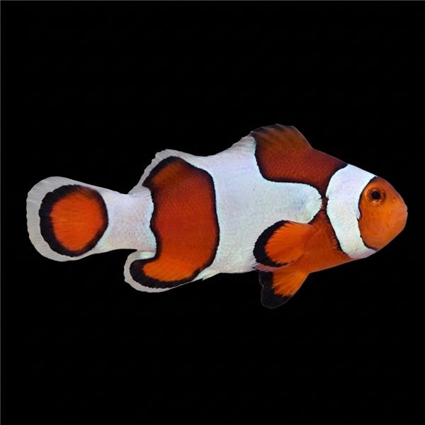 فرشته ماهی کورال بیوتی coral beauty angelfish