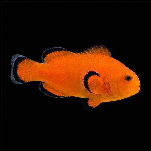 فرشته ماهی کورال بیوتی coral beauty angelfish