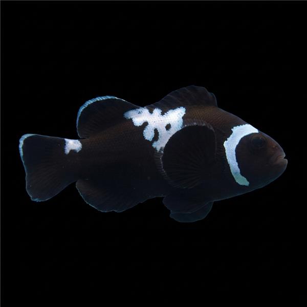 فرشته ماهی کورال بیوتی coral beauty angelfish