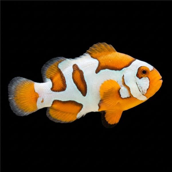 فرشته ماهی کورال بیوتی coral beauty angelfish