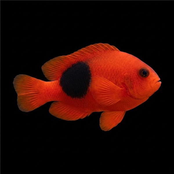 فرشته ماهی کورال بیوتی coral beauty angelfish