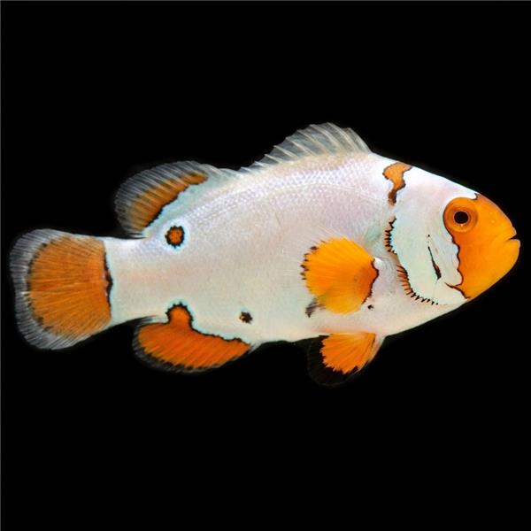 فرشته ماهی کورال بیوتی coral beauty angelfish