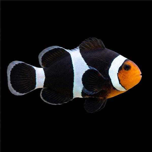 فرشته ماهی کورال بیوتی coral beauty angelfish