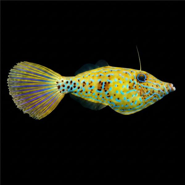 فرشته ماهی کورال بیوتی coral beauty angelfish