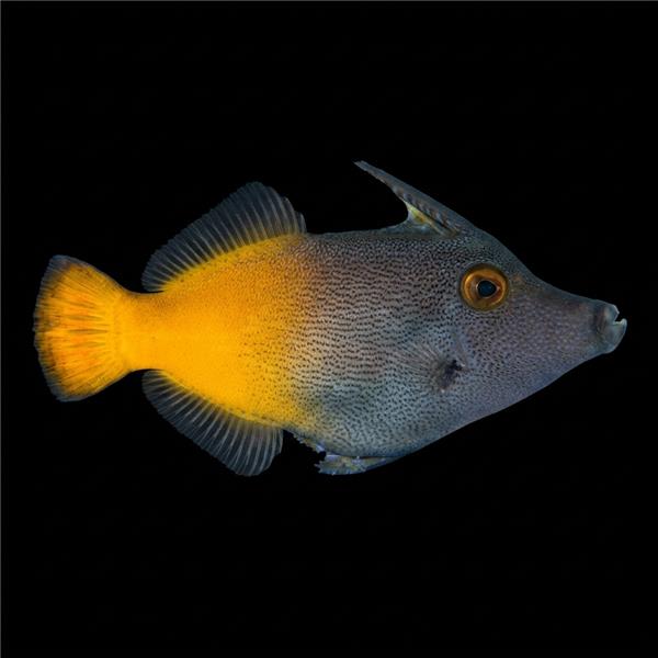 فرشته ماهی کورال بیوتی coral beauty angelfish