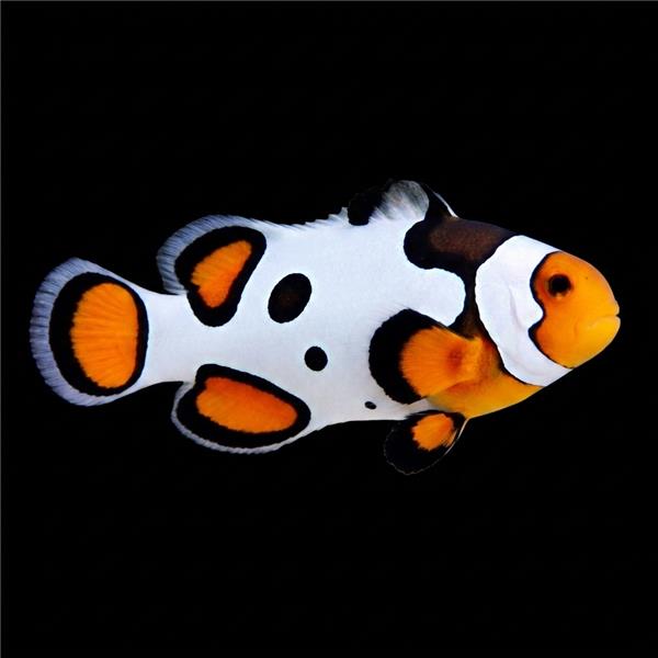 فرشته ماهی کورال بیوتی coral beauty angelfish