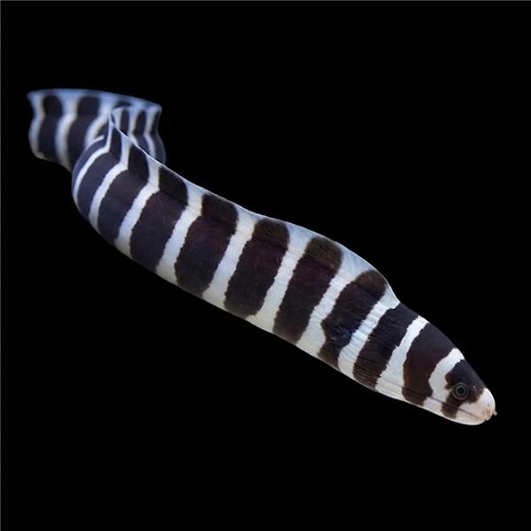 فرشته ماهی کورال بیوتی coral beauty angelfish