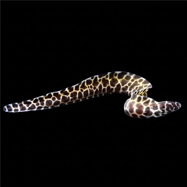 فرشته ماهی کورال بیوتی coral beauty angelfish