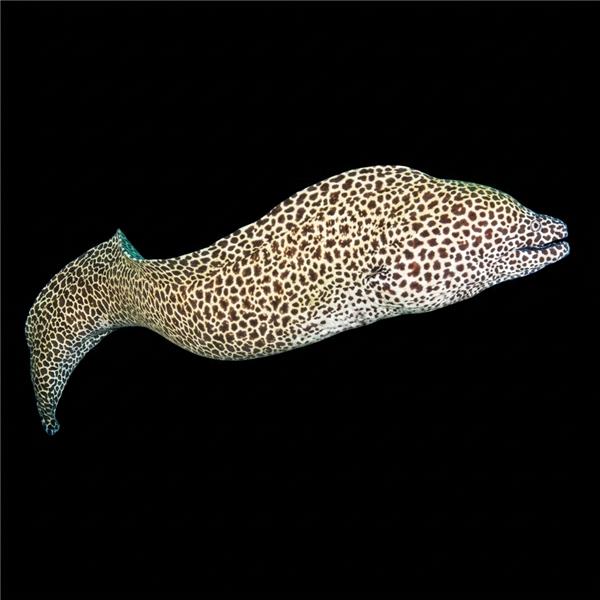فرشته ماهی کورال بیوتی coral beauty angelfish