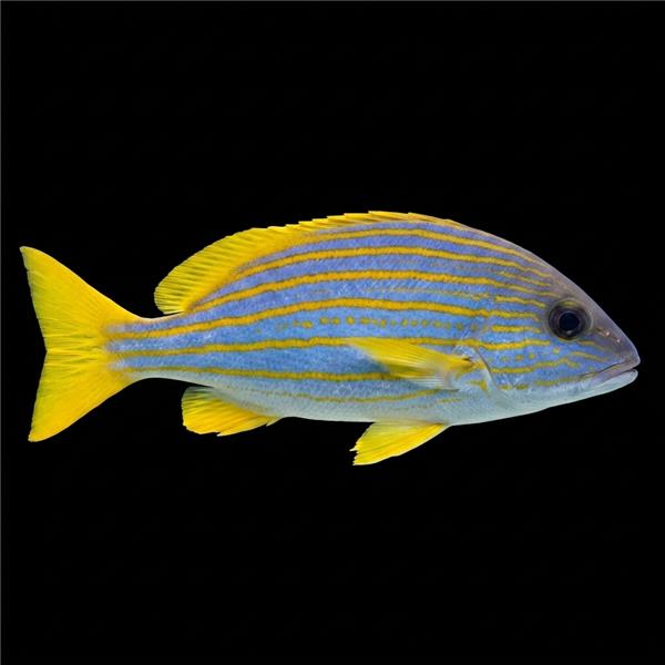 فرشته ماهی کورال بیوتی coral beauty angelfish