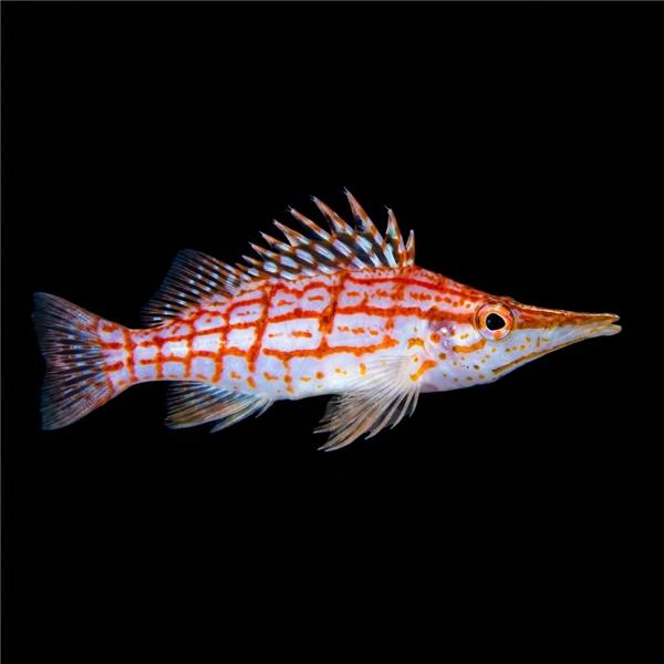 فرشته ماهی کورال بیوتی coral beauty angelfish
