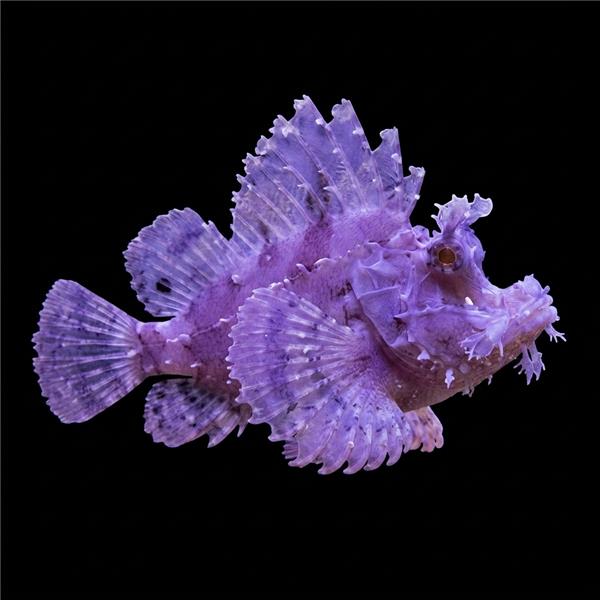 فرشته ماهی کورال بیوتی coral beauty angelfish
