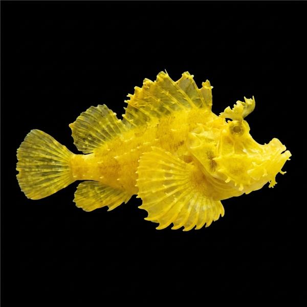 فرشته ماهی کورال بیوتی coral beauty angelfish