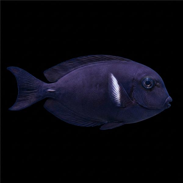 فرشته ماهی کورال بیوتی coral beauty angelfish