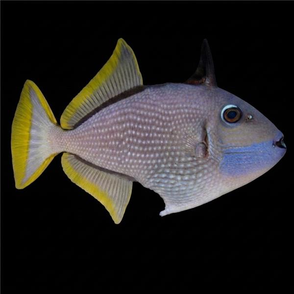 فرشته ماهی کورال بیوتی coral beauty angelfish