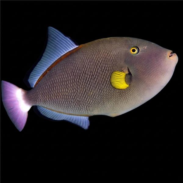 فرشته ماهی کورال بیوتی coral beauty angelfish