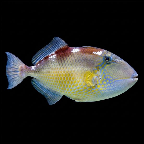 فرشته ماهی کورال بیوتی coral beauty angelfish
