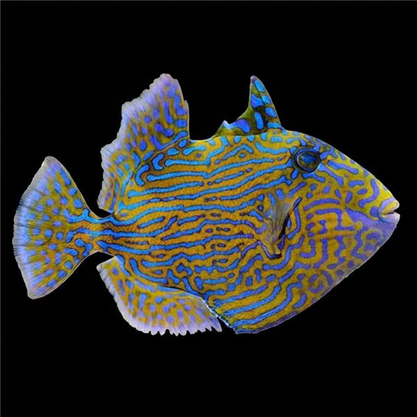 فرشته ماهی کورال بیوتی coral beauty angelfish