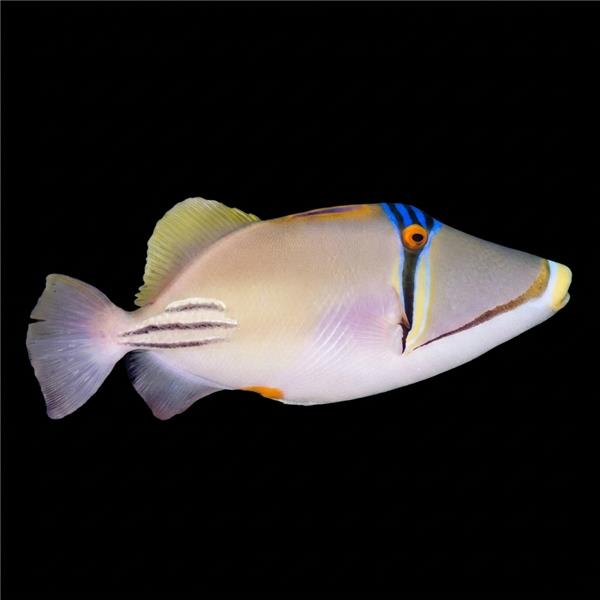 فرشته ماهی کورال بیوتی coral beauty angelfish