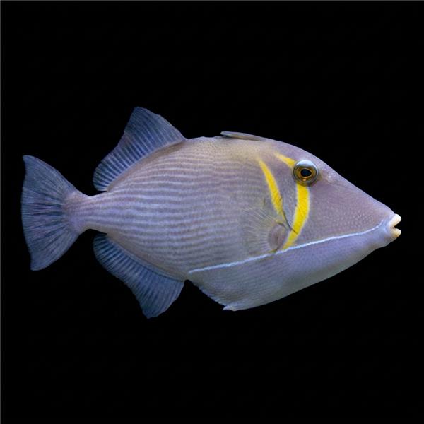 فرشته ماهی کورال بیوتی coral beauty angelfish