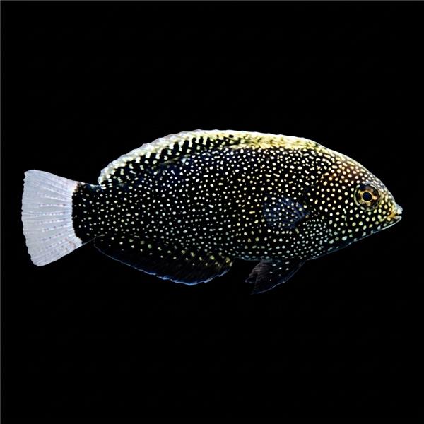 فرشته ماهی کورال بیوتی coral beauty angelfish