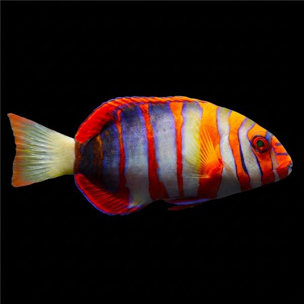 فرشته ماهی کورال بیوتی coral beauty angelfish