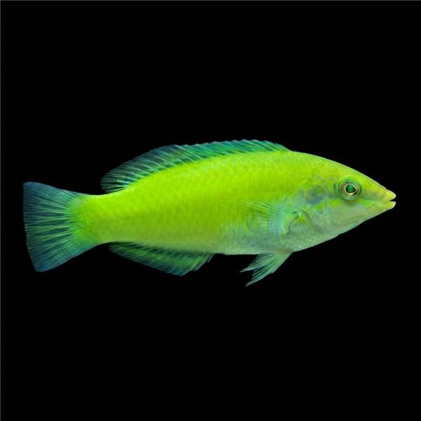 فرشته ماهی کورال بیوتی coral beauty angelfish