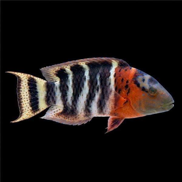 فرشته ماهی کورال بیوتی coral beauty angelfish