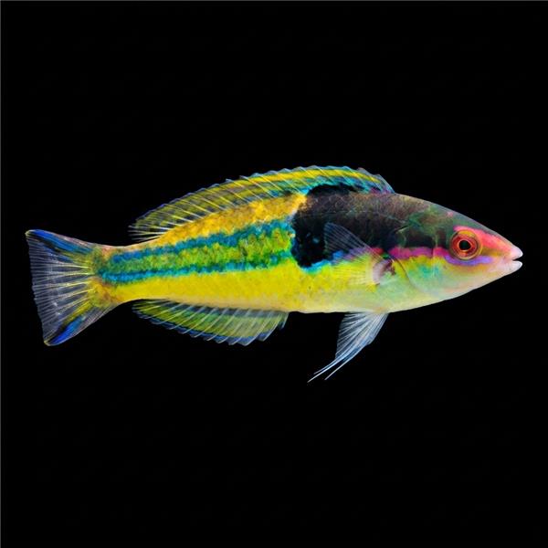 فرشته ماهی کورال بیوتی coral beauty angelfish