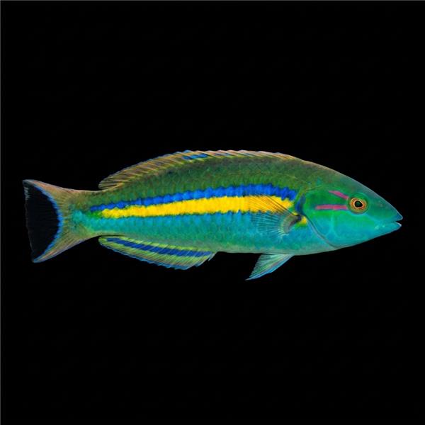 فرشته ماهی کورال بیوتی coral beauty angelfish