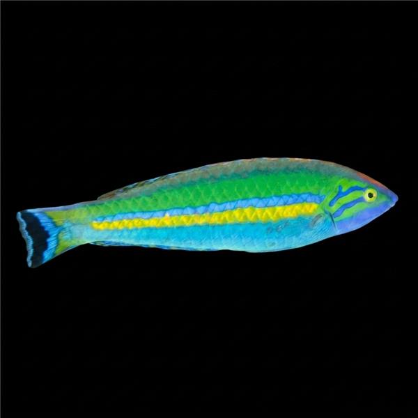 فرشته ماهی کورال بیوتی coral beauty angelfish