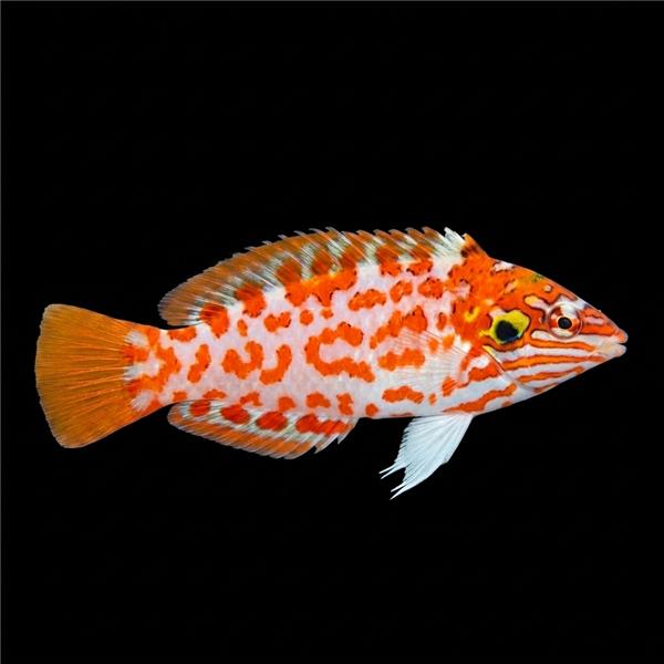 فرشته ماهی کورال بیوتی coral beauty angelfish