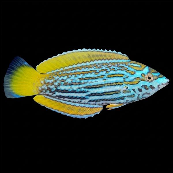 فرشته ماهی کورال بیوتی coral beauty angelfish