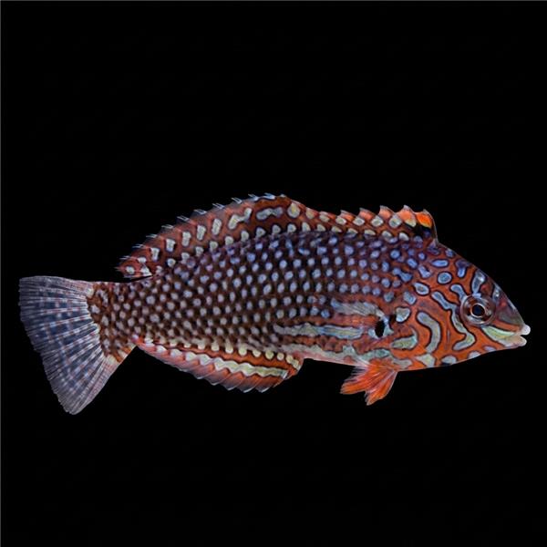فرشته ماهی کورال بیوتی coral beauty angelfish