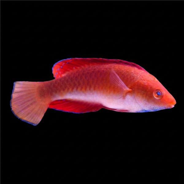 فرشته ماهی کورال بیوتی coral beauty angelfish