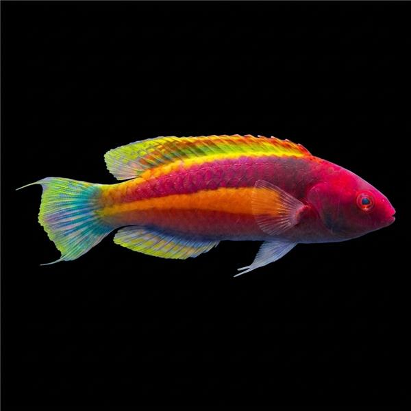 فرشته ماهی کورال بیوتی coral beauty angelfish