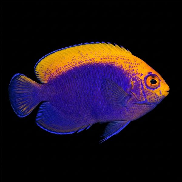 فرشته ماهی کورال بیوتی coral beauty angelfish