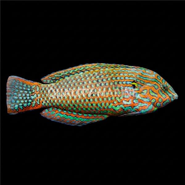 فرشته ماهی کورال بیوتی coral beauty angelfish