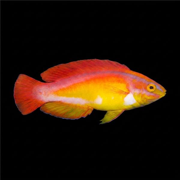 فرشته ماهی کورال بیوتی coral beauty angelfish
