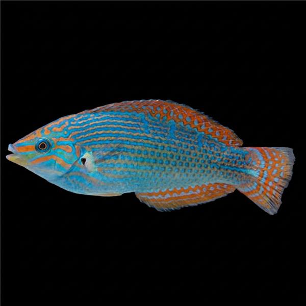 فرشته ماهی کورال بیوتی coral beauty angelfish