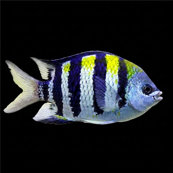 فرشته ماهی کورال بیوتی coral beauty angelfish