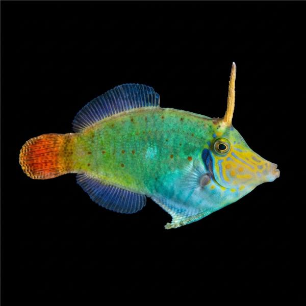 فرشته ماهی کورال بیوتی coral beauty angelfish