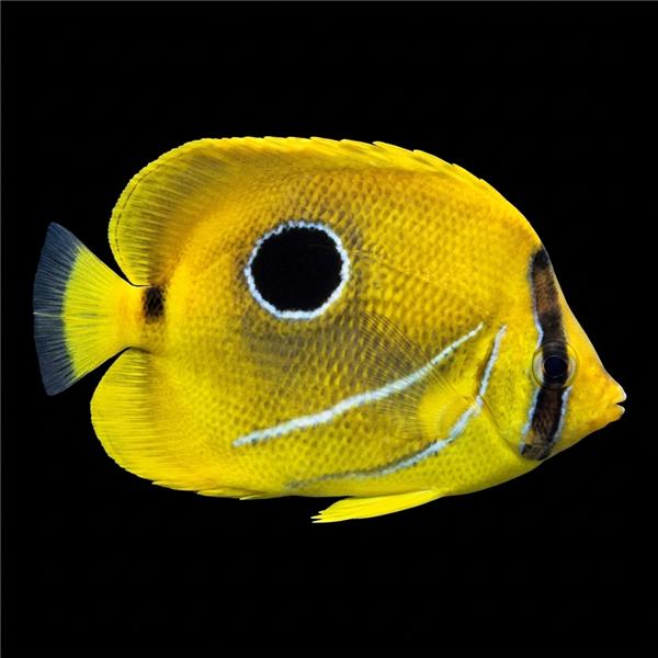 فرشته ماهی کورال بیوتی coral beauty angelfish