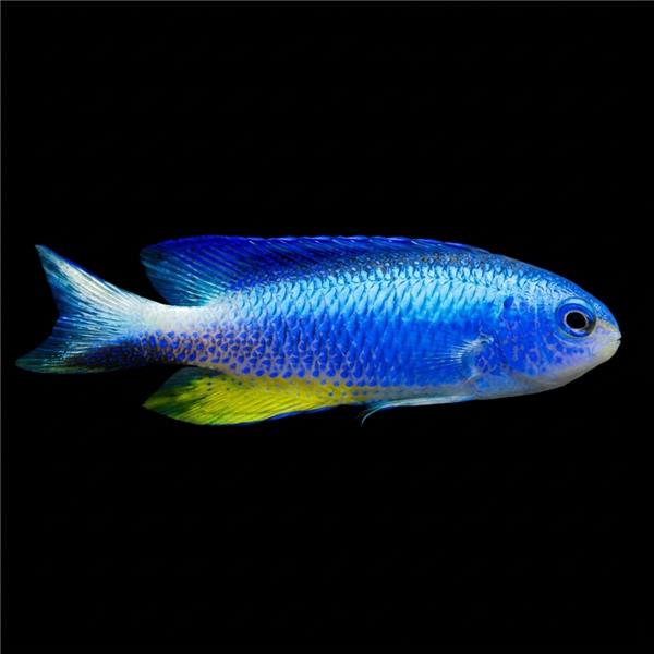 فرشته ماهی کورال بیوتی coral beauty angelfish