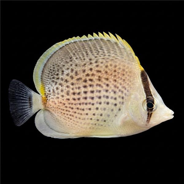 فرشته ماهی کورال بیوتی coral beauty angelfish