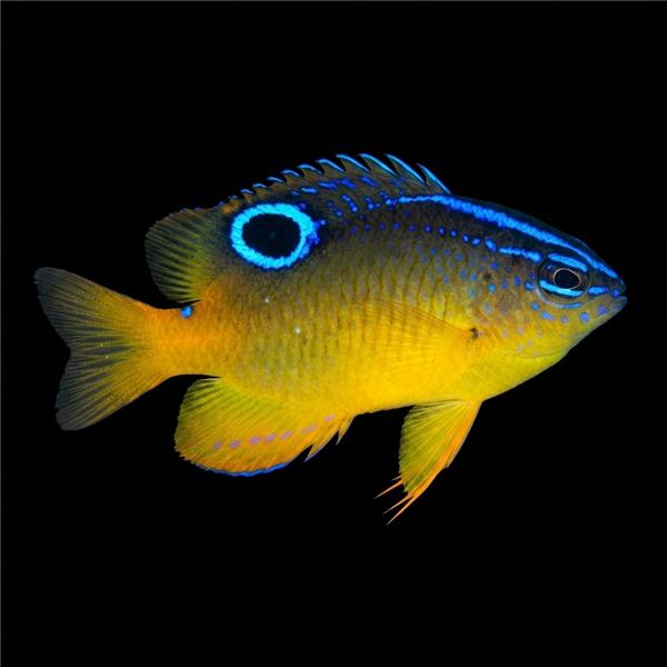 فرشته ماهی کورال بیوتی coral beauty angelfish