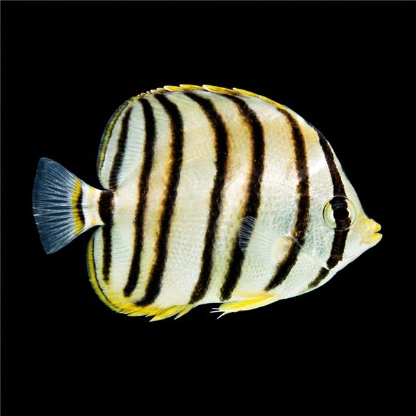 فرشته ماهی کورال بیوتی coral beauty angelfish