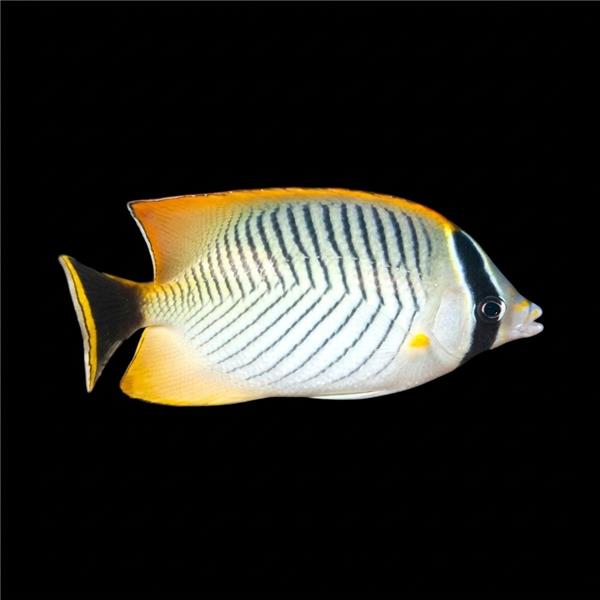 فرشته ماهی کورال بیوتی coral beauty angelfish