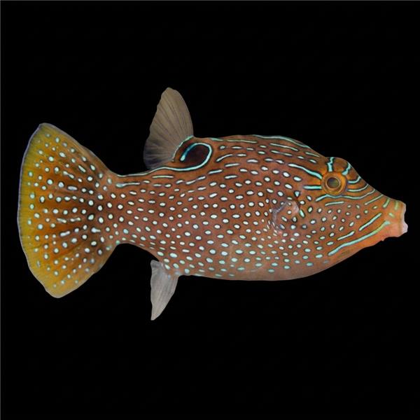 فرشته ماهی کورال بیوتی coral beauty angelfish